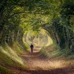 Tunnel of trees in Halnaker, West Sussex